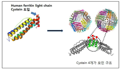 시스테인이 도입된 페리틴 나노입자
