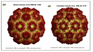 Brome Mosaic Virus(BMV, 외부직경 40 nm)와 Cucumber Mosaic Virus(CMV, 외부직경 40 nm)의 모식도