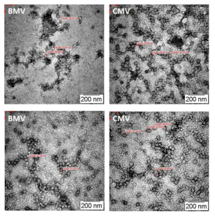 CMV와 BMV의 투과전자현미경 사진