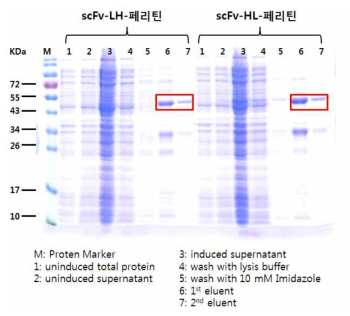 VEGF와 결합하는 단백질 나노입자의 발현∙ 정제