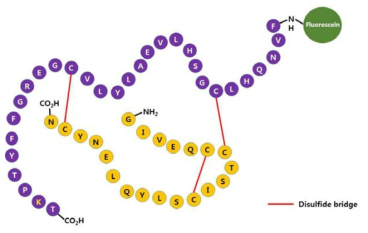 Trans-cellular 투과성 측정용 형광표지 단백질 탐침의 개발