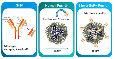 ScFv-ferritin 나노 구조체에 대한 모식도