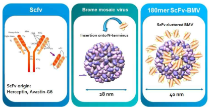 ScFv-virus coat protein 나노 구조체에 대한 모식도