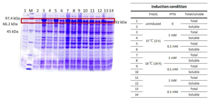 MBP 융합에 의해 수용성이 증진된scFv(avastin G6)-ferritin