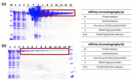 흡착크로마토그래피를 이용한 scFv (avastin G6)-ferritin 정제