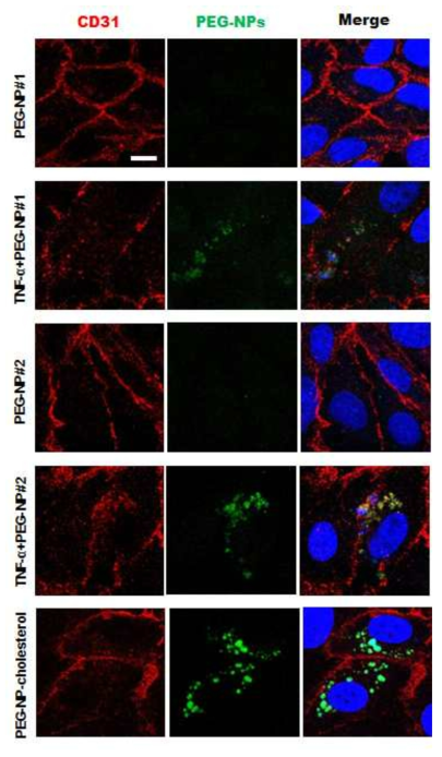 페그리피드로 구성된 3종의 기능성 나노입자의 혈관투과성 분석