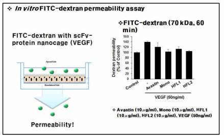 형광표지된 덱스트란을 이용한 세포투과성 측정 결과