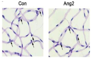 Angiopoietin-2에 의한 망막혈관내 주위세포 사멸 이미징 (Con: control; Ang2: angiopoietin-2)