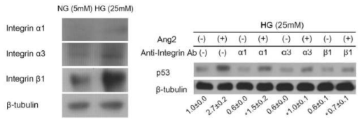 고혈당에 의한 주위세포 integrin변화를 통한 혈관투과성 변화의 기전 (NG: normal glucose; HG: high glucose)