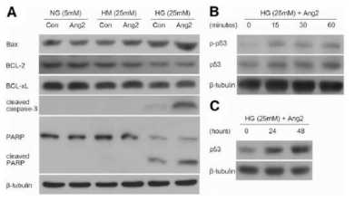 당뇨조건에서 angiopoietin2의 p53활성화를 통한 caspase 의존성 세포자살기전 활성화에 따른 주위세포 사멸 유도