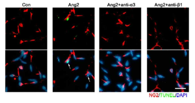 Angiopoietin2에 의한 주위세포 사멸에서 integrin alph3 alc beta1에 의한 신호 조절 확인