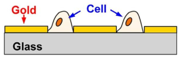 망막혈관 세포간 및 세포사이 투과성 바이오 이미징을 위한 capacitance 측정 원리