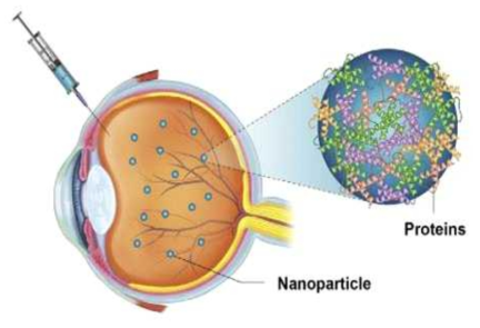 망막혈관투과성 변화를 위한 기능성 나노바이오컴포지트에 의한 corona형성 규명