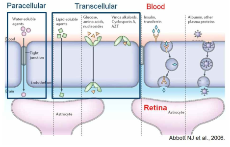 혈관투과성: Pathways across the blood–retinal barrier