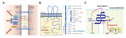 BRB 치밀이음부 단백질 및 Occludins과 Claudins의 인산화에 의한 치밀이음부 조절