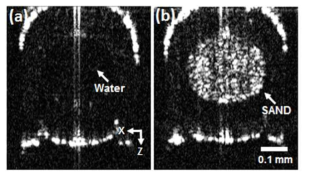 튜브 안에 삽입한 (a)물과 (b)SAND를 OCT로 촬영한 이미지