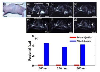 680, 750, 800 nm에서 촬영한 PAT in vivo 영상과 SAND의 신호세기 그래프. (a) 사용된 mouse의 광학 사진, (b-d) SAND 주입 전 PA 이미지, (e-g) SAND 주입 후 PA 이미지, (h) SAND 주입 전후의 주입 부분의 PA 신호세기를 비교한 그래프