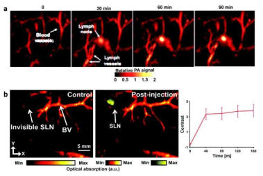 (a) Nanonaps 조영 후 쥐(mouse)의 림프절의 광음향 신호 변화과정 영상 (b) AgNS@SiO2 조영 전 후의 쥐(rat)의 림프노드 광음향 영상 (왼쪽 및 가운데)과 시간에 따른 림프절에서 발생하는 광음향 신호 크기 (오른쪽)