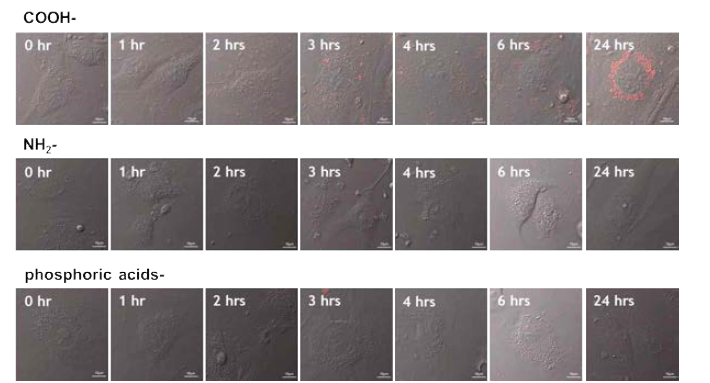 다양한 표면전하 (COOH-, NH2-, phosphoric acids-)의 나노입자가 혈관내피세포내로 유입되는 과정