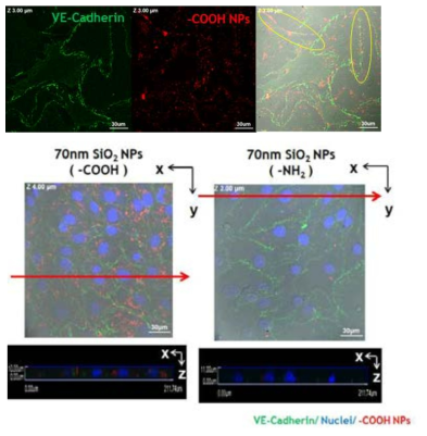 COOH- 실리카 나노입자와 세포치밀이음부 (VE- cadherin)과의 상호관계의 공초점 형광이미지. (위) 반응초기에 혈관치밀이음부에서 관찰됨. (아래) 세포 유입이 극히 적은 NH2- 실리카 입자와 달리 COOH-실리카 입자의 경우, 유입된 나노입자가 세포질 가운데에서 확인됨