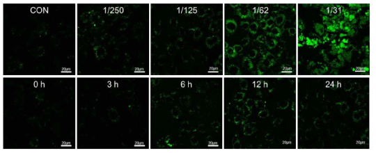 HUVEC에 FITC-실리카를 다양한 농도 및 시간으로 처리하였을 때 세포 독성 평가 결과. 그림의 초록색 형광은 세포에 유입된 나노입자임. 가장 진한 농도로 12시간 처리한 세포군(1/31)에서는 세포사멸이 일어나 핵의 형태도 띠고 있지 않음