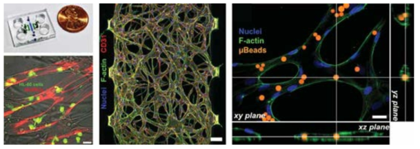 (왼쪽 위) 삼차원 혈관 배양을 위한 미세유체소자의 실물 (왼쪽 아래) 관류된 삼차원 혈관 망 내에서 면역세포의 이동 실시간 관찰 (가운데) 미세유체 소자 내 삼차원 사람 혈관 네트워크의 모습 (오른쪽) 미세유체 소자 내 관류 가능성을 확인하기 위한 마이크로비드 assay