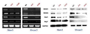 J1J1, J1J22 항체에 의한 Notch 시그널의 mRNA 발현저해