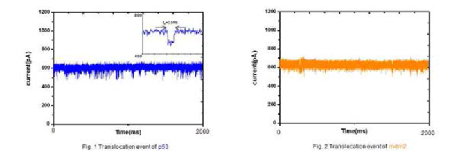 +50mV 에서 p53 (blue) 및 MDM2 (yellow) 단백질의 translocation 측정