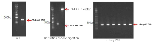 p53 TAD (L22A/W23A) 돌연변이 단백질 cloning