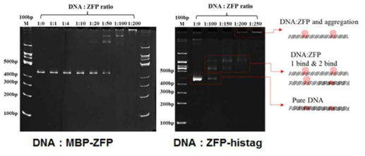 MBP-ZFP와 ZFP-histagged 단백질과 핵산 간 결합확인을 위한 Native PAGE 결과
