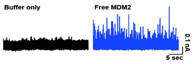 (-) 175mV 에서 MDM2 단백질의 translocation 측정