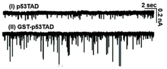 (+) 100mV 에서 p53TAD 및 GST-p53TAD 단백질의 translocation 측정