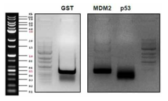 p53-MDM2 연결 단백질 cloning