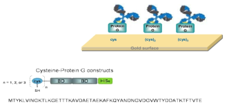 Cysteine protein G를 이용한 골드칩/골드 입자에 프로브의 고정화 방법
