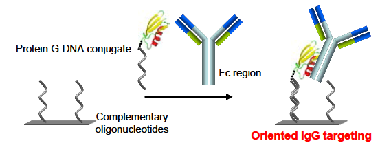 DNA-Protein G conjugate를 이용한 항체 고정화 방법