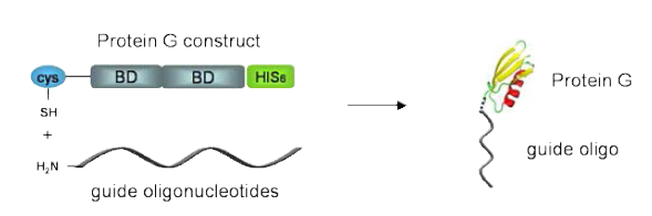 DNA-protein G conjugate