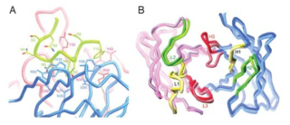 B형간염 치료용 항체-항원 상호작용 규명. (A) 결합 상태 preS1 항원 (녹색) 의 구조, (B) 항원-항체 결합 기전 HzKR127 항체의 단독 상태 구조와 preS1 항원 결합상태 구조의 비교 (진한 색이 결합상태임)