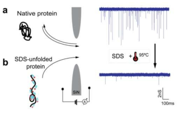 단백질에 SDS 처리 전 후의 nanopore 통과 특성