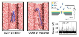 GCN4-p1 monomer 와 dimer 의 translocation 모식도와 nanopore setup 모식도