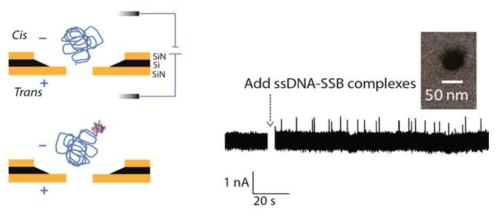 ssDNA와 ssDNA-protein 의 모식도와 이의 실시간 이온전류 측정신호