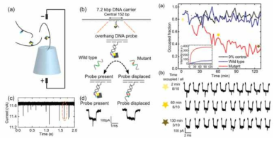DNA carrier 구조에 단백질을 붙인 후 단일유전자 변이 존재 여부에 따라 발생하는 나노포어 신호 모양의 차이를 검지