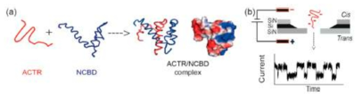 ACTR, NCBD 와 ACTR/NCBD Complex 의 모식도와 nanopore setup 모식도