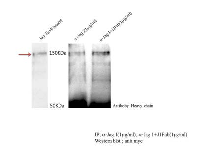 Jagged1 단백질의 항원 항체반응을 이용한 western blot