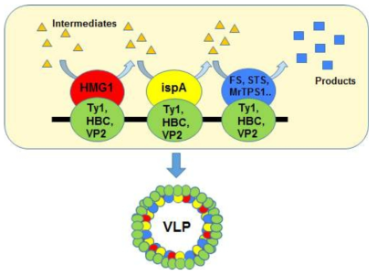 이소프레노이드 생합성 유전자들과 VLP를 형성하는 유전자들 간의 융합발현 모식도