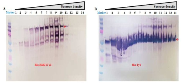 Sucrose-density gradient로부터 얻은 각각의 fraction sample의 Western blot 분석