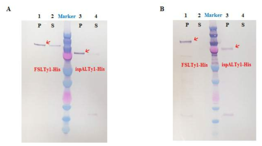 Ty1이 융합된 단백질들의 supernatant와 pellet fraction의 western blot 분석