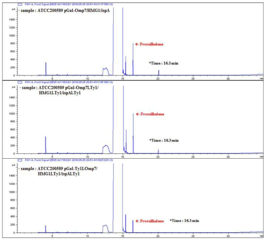GC를 이용한 protoilludene 생합성 관련 유전자들을 과발현하는 S. cerevisiae ATCC200589에서 protoilludene 생산 분석