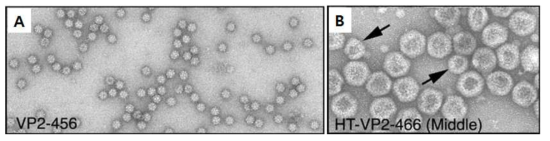 IBD VP2의 전자현미경 사진 Structure, Vol. 13, 1007-1017, 2005, Saugar et al. A. SVPs, Baculovirus에서 발현한 VP2 B. VLPs, Baculovirus에서 발현한 HT-VP2-466