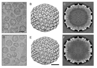 HT-VP2-466과 eGFP-HT-VP2-466의 융합 발현 VLPs의 전자현미경 사진 및 3D 이미지 Journal of virology, Vol. 89, 2563-2574, 2015, Pascual et al. A-C. VLPs, Baculovirus에서 발현한 eGFP-HT-VP2-466 D-F. VLPs, Baculovirus에서 발현한 HT-VP2-466