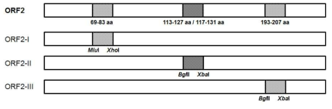 PCV2 ORF2 의 epitope 모식도